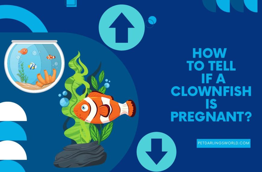 How to Tell If a Clownfish is Pregnant? (Signs & Signals of Pregnancy)