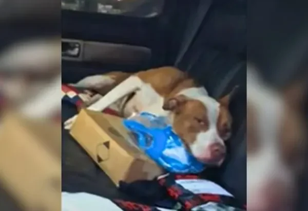 Stray Pittie Finds Surprise Home